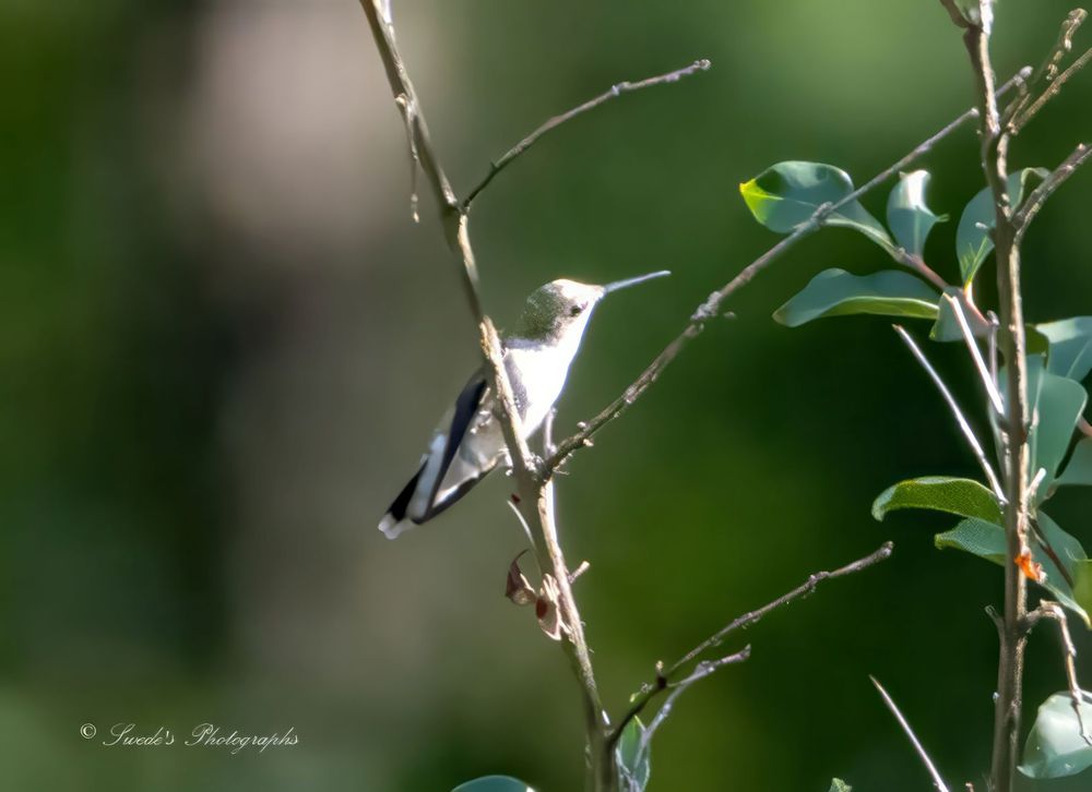"A female ruby-throated hummingbird rests delicately on a slender, diagonal branch that slices upward through the center of the frame like a painter’s brushstroke. Her plumage is subtle yet striking—an olive-green crown and back shimmer faintly in the light, while her underparts are soft white, like the belly of a cloud. Her wings, folded neatly against her sides, are dark with pale tips, hinting at the speed and precision they possess in flight. Her long, needle-like beak points forward, poised and alert.

The background is a gentle blur of earthy greens and browns, evoking a quiet woodland or garden setting. To the right, a second branch rises almost vertically, more rigid and bare, with a few small green leaves clinging near the top. The composition feels balanced yet dynamic, with the diagonal and vertical lines creating a subtle tension. The hummingbird, though tiny, commands attention—an elegant sentinel in a moment of stillness.

The image is signed “© Swede’s Photographs” in the bottom left corner." - Copilot