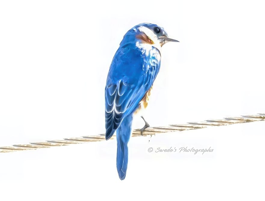 "An eastern bluebird (Sialia sialis) perches delicately on a twisted metallic wire, suspended in a world of light. The background is so overexposed it dissolves into pure white, erasing all context and grounding—leaving only the bird and its perch floating in a dreamlike void. The bluebird’s feathers shimmer with electric blue, almost glowing against the stark brightness. Its reddish-brown chest and white throat peek through the haze, like a memory half-remembered. The bird’s head is turned slightly, as if listening to something beyond the frame. The image feels both intimate and otherworldly, as though the bird has stepped out of time and into a realm of light. The photographer’s signature, “© Swede's Photographs,” anchors the bottom right corner, the only other trace of reality." - Copilot