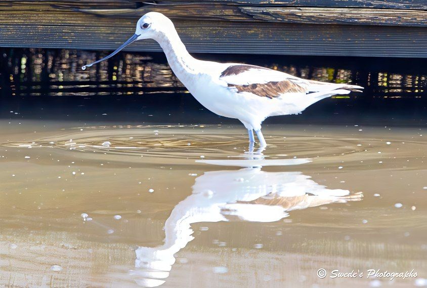 "An American avocet (Recurvirostra americana) stands in the shallow waters of a bayou, its long, slender legs barely disturbing the surface as it forages with quiet intent. The bird’s plumage is a graceful blend of crisp white and warm cinnamon-brown, with soft patches of color brushed across its wings and back like a watercolor painting. Its signature beak—long, thin, and elegantly upturned—extends forward, and at its very tip, a single droplet of water clings, suspended in a moment of stillness.

That droplet, glinting in the light, captures the delicacy of the avocet’s motion: precise, patient, and attuned to the rhythms of the bayou. Beneath the bird, the water reflects its form with near-perfect clarity, doubling the curve of its beak and the gentle slope of its body. Ripples and tiny bubbles gather around its legs, hinting at subtle movement in an otherwise tranquil scene.

In the background, a weathered wooden structure—perhaps a dock or pier—adds a rustic frame to the composition, grounding the image in place and time. The avocet, caught mid-search, becomes a symbol of quiet grace, its mirrored reflection and beaded beak offering a moment of poetic stillness in the watery world it inhabits." - Copilot