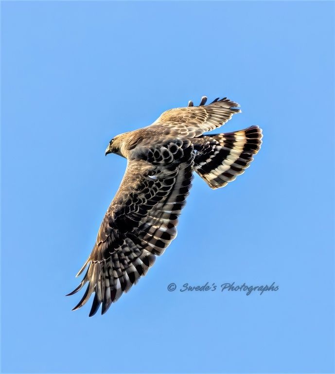 "A broad-winged hawk (Buteo platypterus) soars gracefully through a cloudless blue sky, its wings fully extended in a powerful, symmetrical arc. Each feather is crisply defined, revealing a tapestry of earthy browns, creamy whites, and charcoal blacks that ripple across its plumage like brushstrokes on canvas. The hawk’s compact body is streamlined for flight, and its head is turned slightly to the side, offering a glimpse of its curved, hooked beak—sharp and purposeful.

Sunlight catches the undersides of its wings, illuminating the subtle barring and mottled textures that distinguish this forest-dwelling raptor. Its tail fans out behind it, marked with broad dark bands that contrast against the lighter tones. Suspended in midair, the hawk exudes both elegance and intent—a sentinel of the skies, scanning the world below with piercing eyes.

The image captures a moment of motion and stillness, where the hawk’s flight seems both effortless and deliberate, a testament to its mastery of the air. The photographer’s watermark, “© Swede’s Photographs,” rests unobtrusively in the lower right corner, grounding the image in authorship without distracting from the subject’s majesty." - Copilot