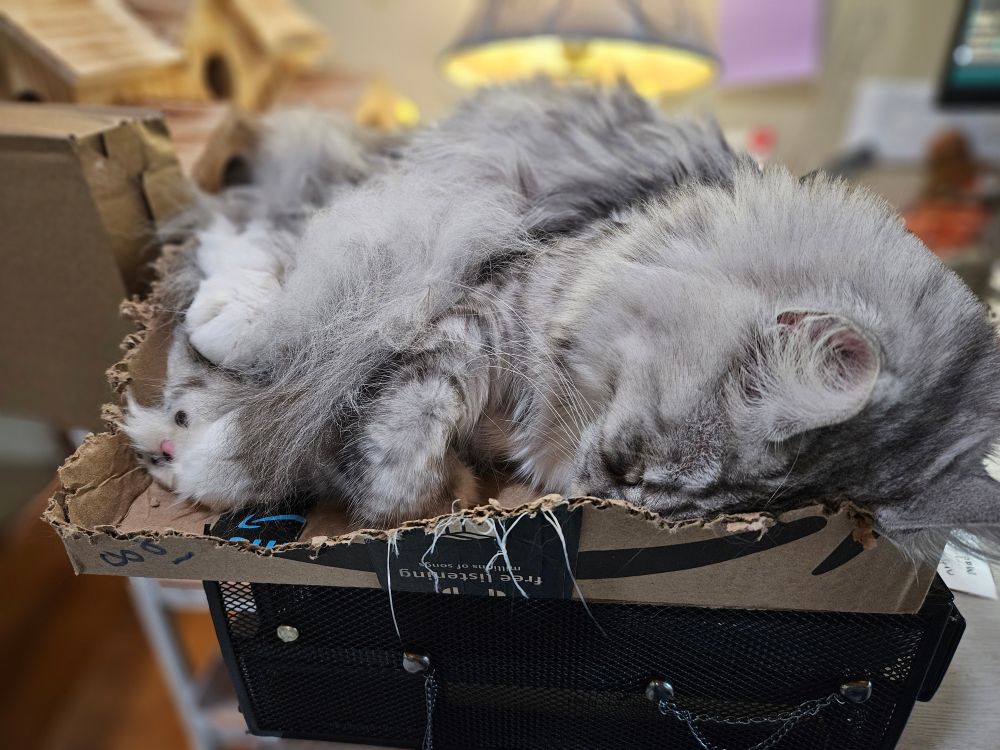 A silver tabby Maine Coon cat curled up sleeping in a partially shredded Amazon box.