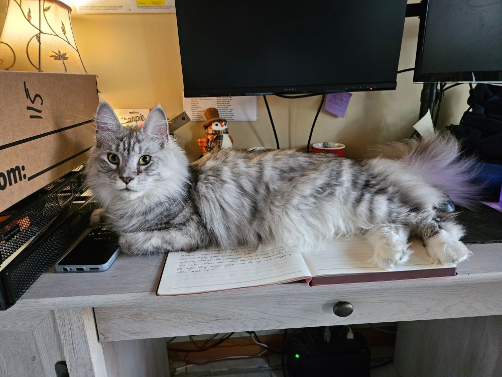 A very innocent looking silver tabby Maine Coon cat lying on an open journal I was in the middle of writing in.