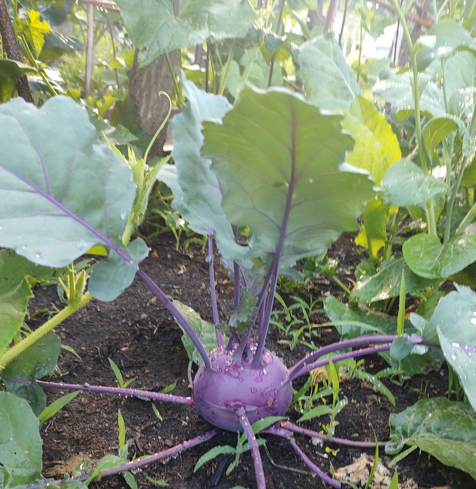 A purple orb with leaves branching off in all directions.  The stems and veins of the leaves are also purple and the leaves themselves are shaped a bit like kale. Dew drops hang off the leaf stems and the sun shines through green foliage of other garden plants behind it. 