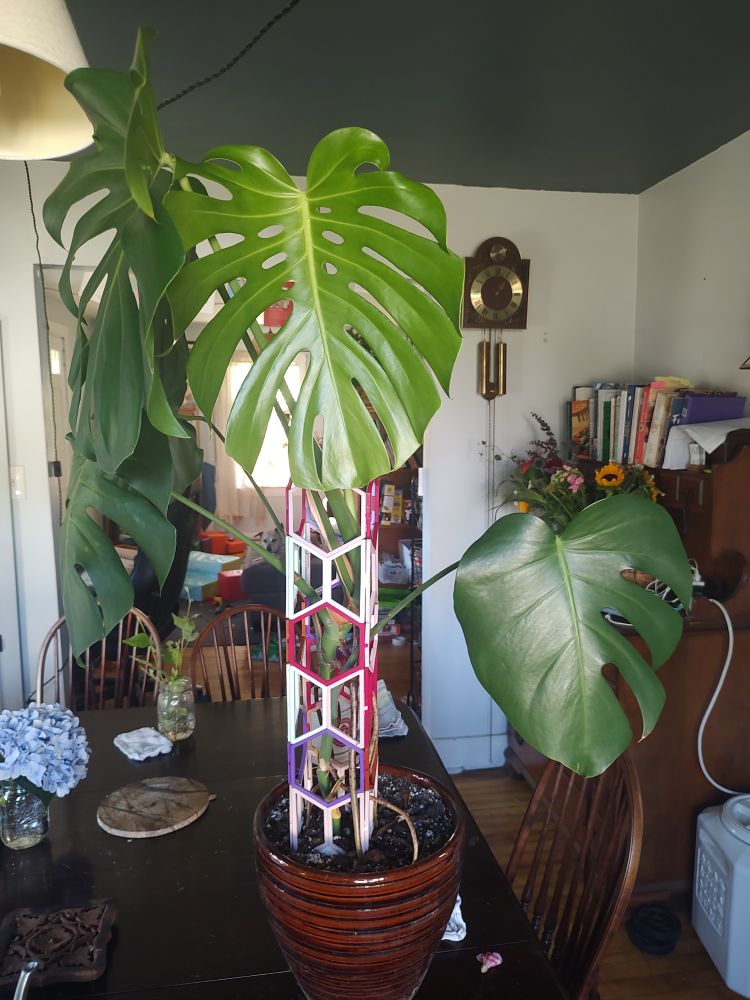 A 3 foot tall houseplant with giant leaves that have slits along the edges and open holes in the center. Facing the camera you can see the oldest leaf with just three slits on one side as well as the newest leaf with over 20 openings. The stem is surrounded by a trellis of multi colored hexagons with air roots sticking through many openings. 