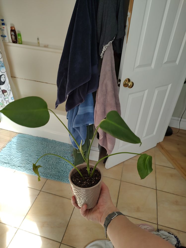 A baby monstera approx 12 inches tall with 4 solid leaves in a 3 inch pot. 