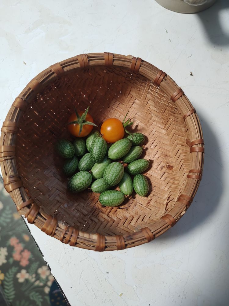 A small harvest basket contains 2 cherry tomatoes and a handful of mouse melons. The melons (actually tiny cucumbers) have green skin with lighter green mottling that looks like a watermelon. But each one is half the size of a cherry tomato. 
