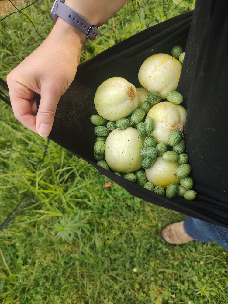 A black shirt with the bottom hem held up so the pouch can hold big round yellow cucumbers and tiny green mottled ones. 
