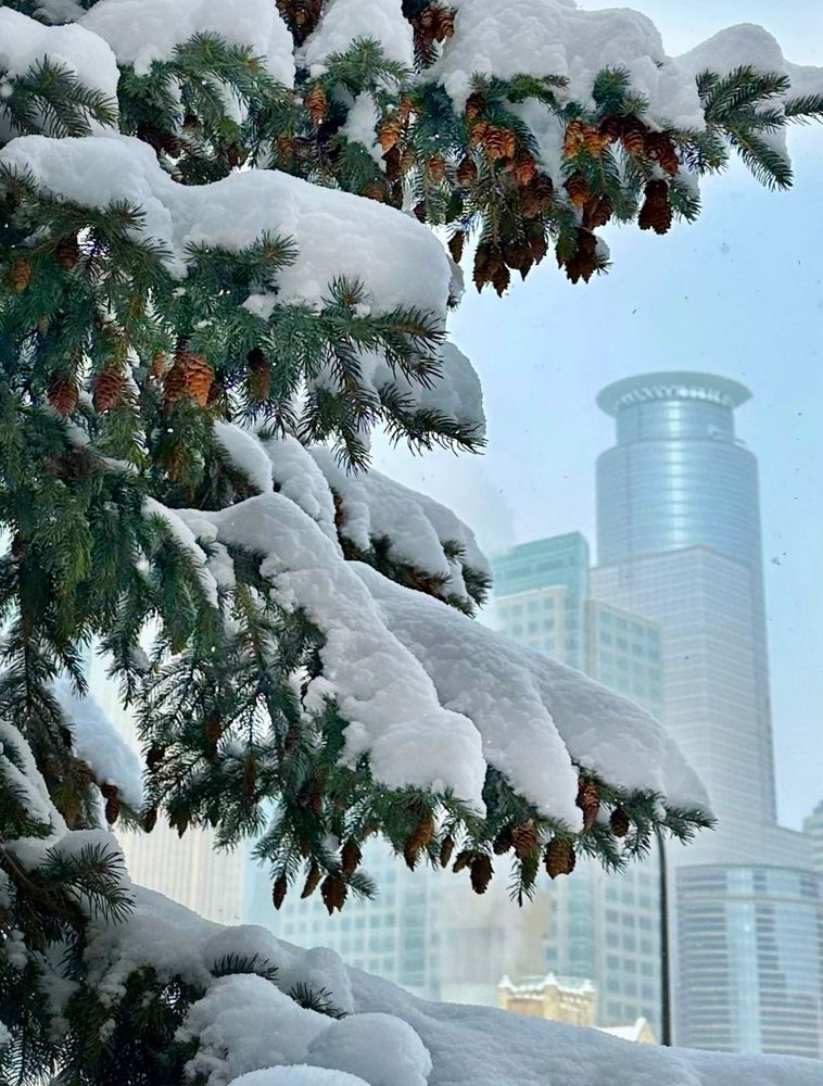 Fresh snow on a pine tree with the Minneapolis skyline in the background.