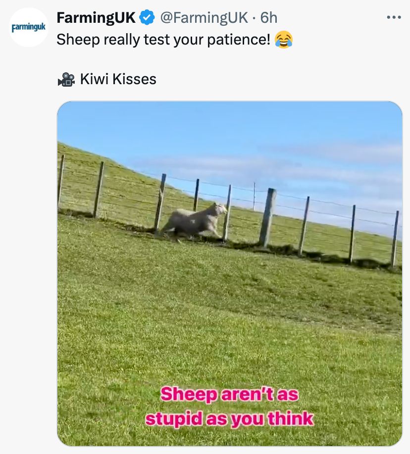 This image is a screenshot of a post on X (formerly Twitter) from the account @FarmingUK. The post includes the caption: "Sheep really test your patience! 😂" and a video attributed to "Kiwi Kisses." In the video still, a sheep is shown jumping through a fence on a grassy hill under a clear blue sky. Overlay text at the bottom reads, "Sheep aren’t as stupid as you think."