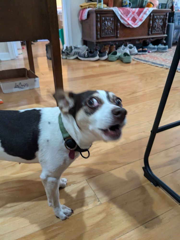 A small dog looking at the camera with wide eyes and its mouth open. The photo is slightly blurry. 