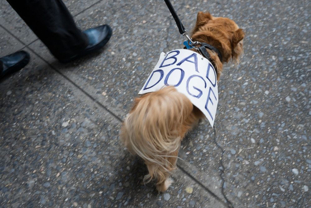 Protest in NYC - BAD DOGE