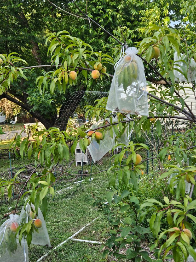 Harvester peaches hanging on tree Goumi plant and pvc irrigation line. Pecan tree in the background.
