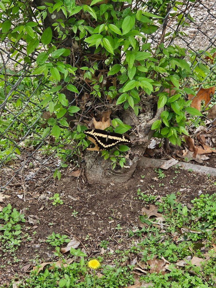Large swallowtail butterfly from afar
