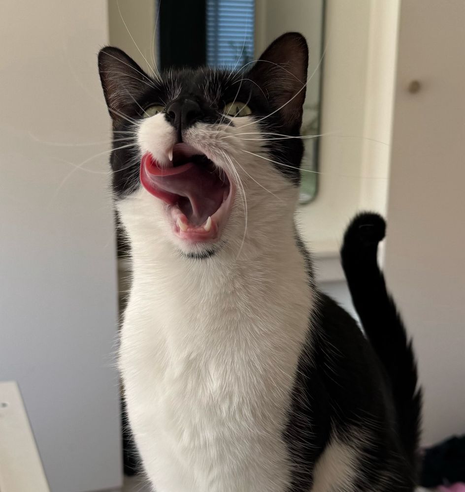 Portrait photo of our black and white cat Hans