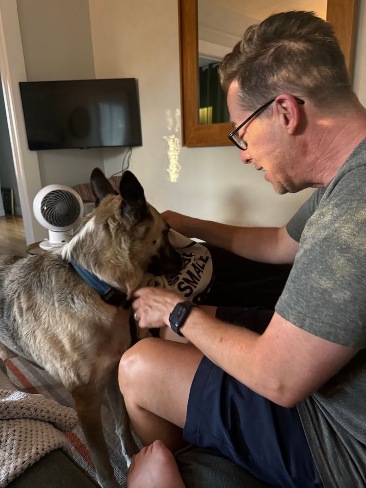 A German Shepherd mix dog with tawny furry and black ears and muzzle sticking her face into a tote my husband is holding open for her.