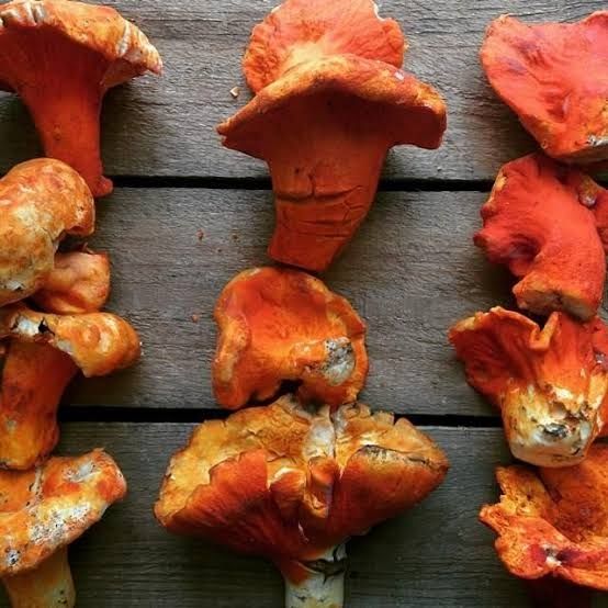 3 rows of bright orange lobster mushrooms on a wooden table