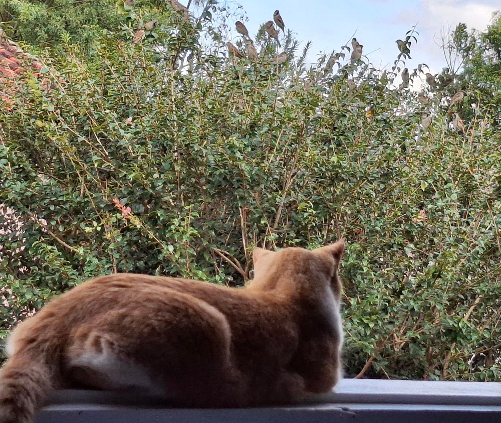 Gato com pelagem amarela deitado no parapeito de uma janela, de costas para a câmera. Em segundo plano, vemos a copa de uma pitangueira com uns 20 pardais pousados nos galhos.
