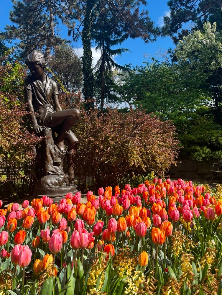 Tulips in August 2024 at Carl Schurz Park in Manhattan.