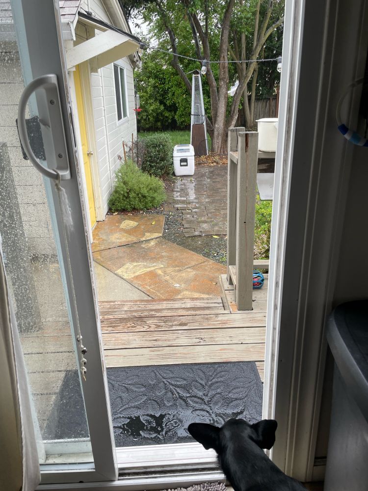 Zuko pup, a small black dog, looking out the back door as rain is pouring down
