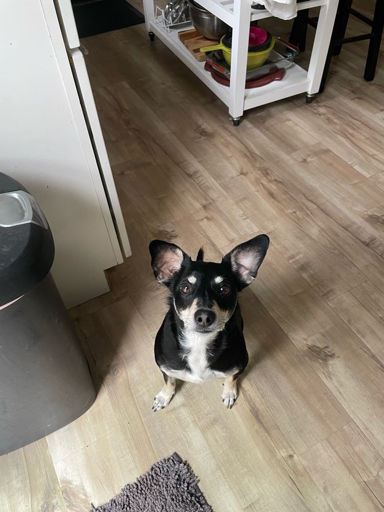 Zuko pup staring at the camera pleadingly, his adorable tan eyebrows and snoot adding to his expression