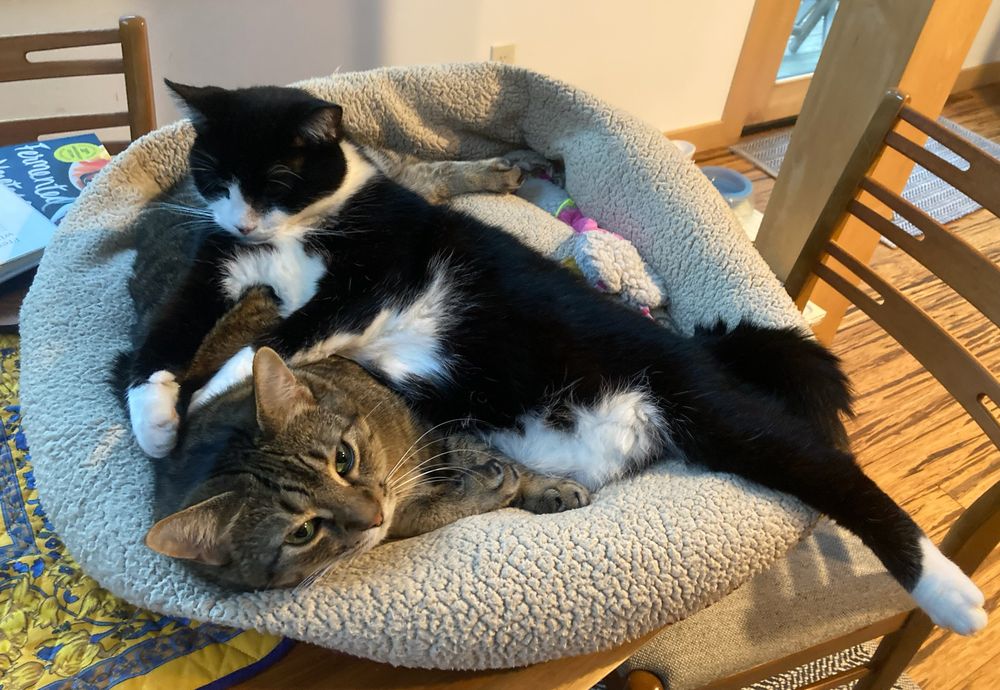A tabby cat lays in bed while a tuxedo cat is sprawled out on top of her.