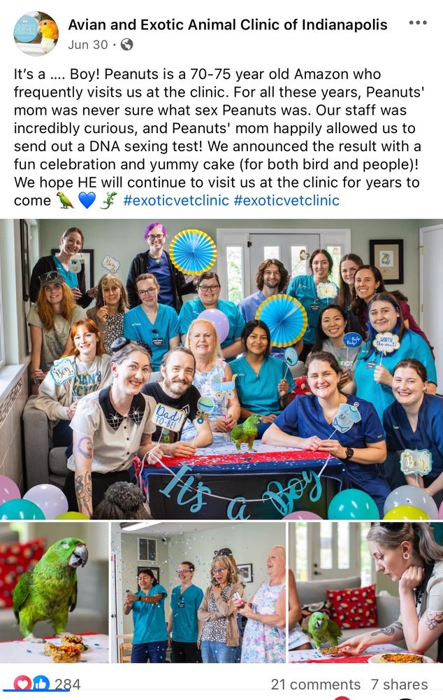 Peanuts the Amazon parrot had a gender reveal party 