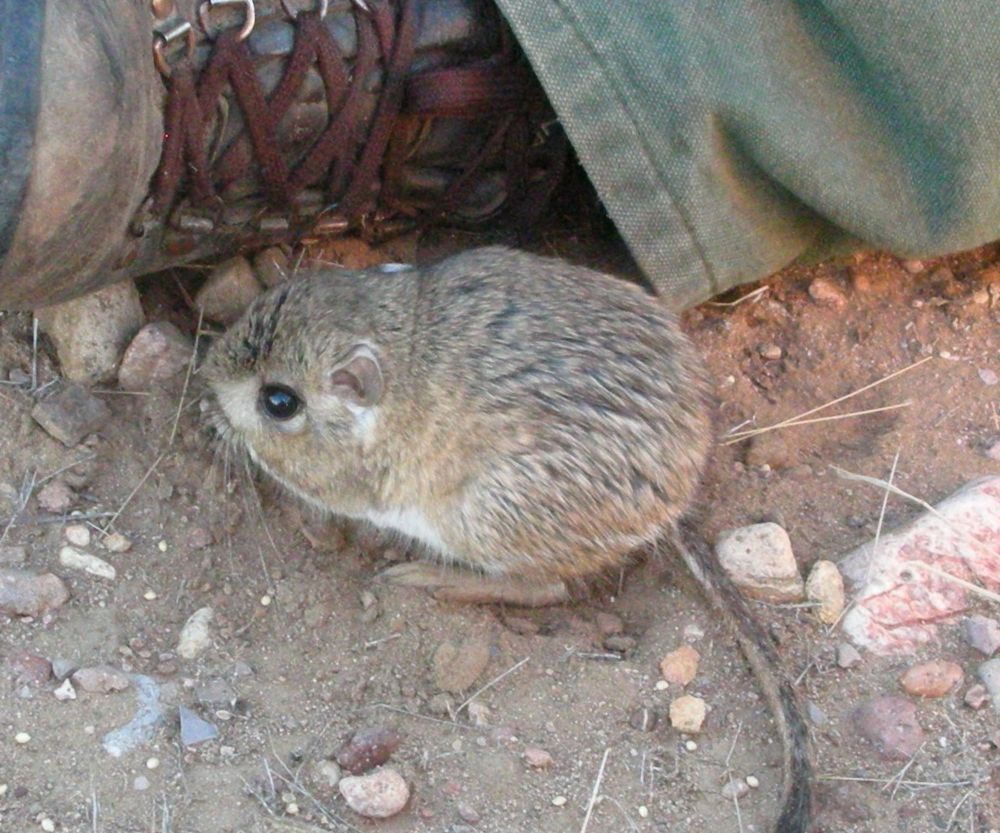 PhD Student Opening: Small Mammal Community Dynamics