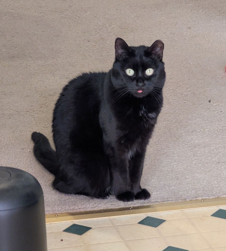Black cat sitting upright with tongue sticking out slightly