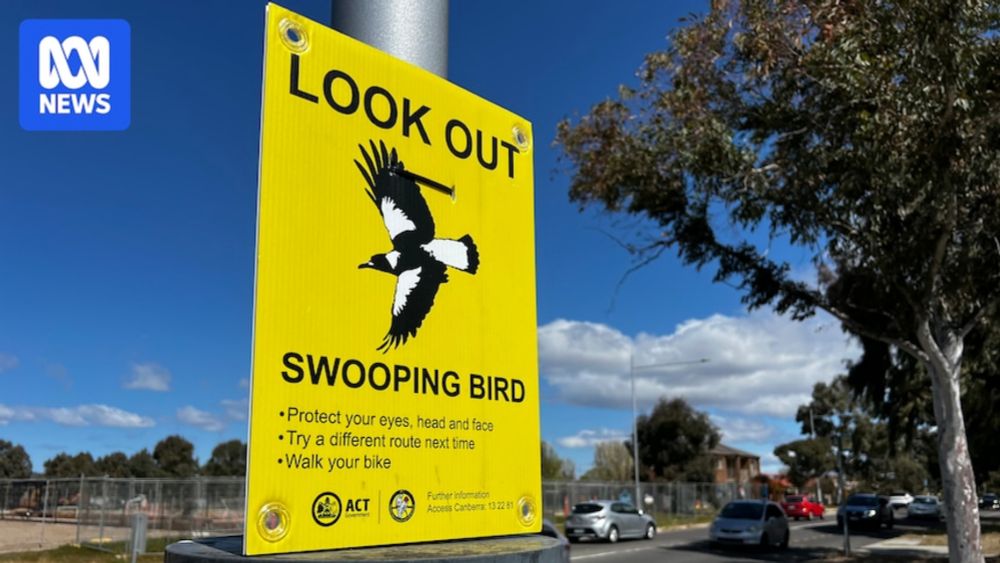 'They remember faces': What you should and shouldn't do when a magpie swoops