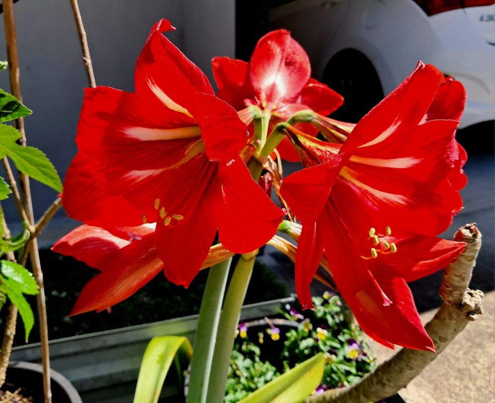 Large red amaryllis flowers with bold white streaks at the centre, blooming on thick stems in a sunny garden.