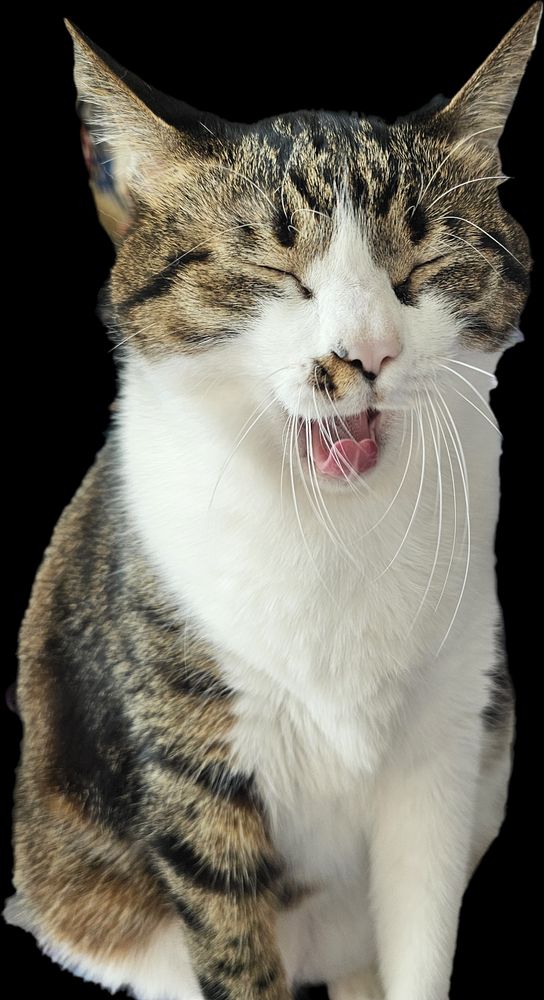 고양이가 하품을 하는 모습