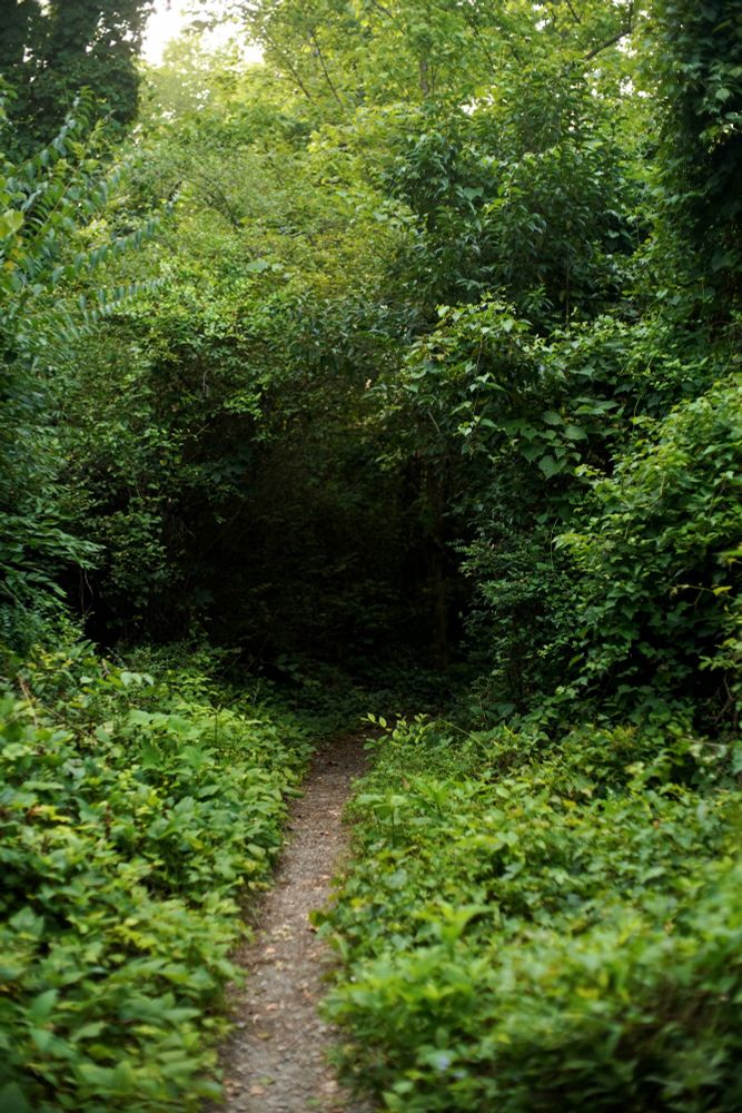 A path surrounded by greenery that leads into a shaded opening that is enveloped by shadows