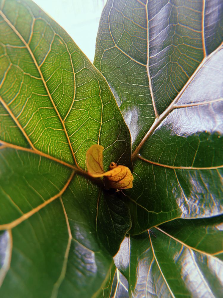 A close up picture of a fiddle leaf fig with a new leaf sprouting from the stem