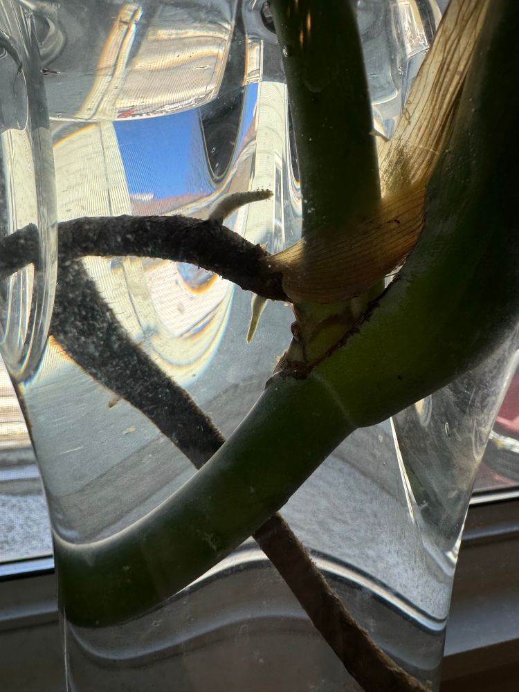 A close up view of a monstera propagation with baby roots in a vase of water