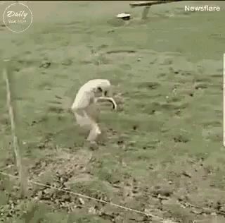 a monkey is jumping over a wire fence in a field .