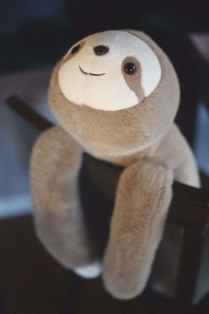 Bertrand the sloth hanging out on the back of a chair