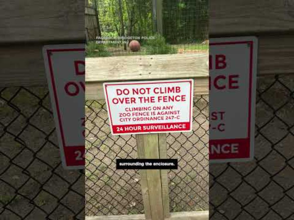 Woman climbs over zoo fence to touch Bengal tiger