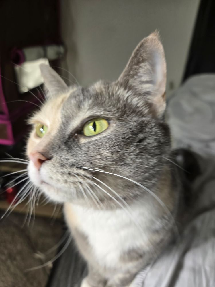 A cat on the lookout for bad vibes.
