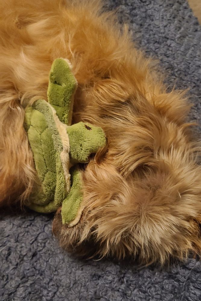 My tan Brussels Griffon rescue dog, Mos Eisley, lying down on a blue blanket and snuggling with her green plush turtle toy