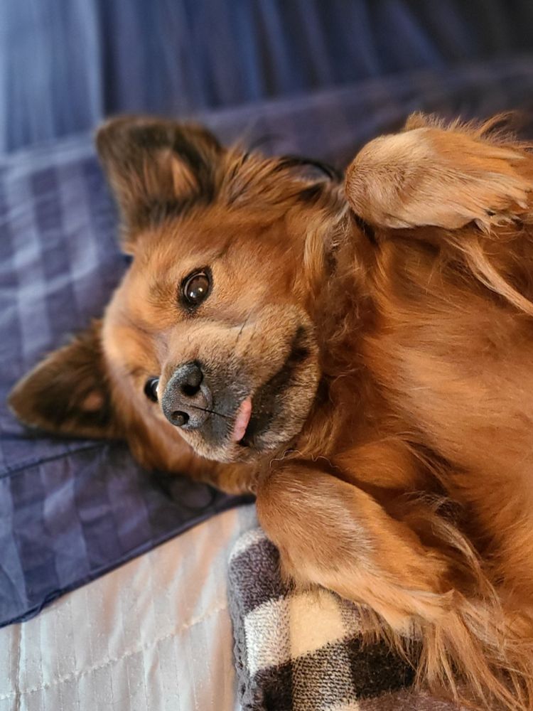 Our red Chow/Sheperd mix dog lying on her back on blue and grey blankets on the bed. Her cute little tongue is sticking out a bit.