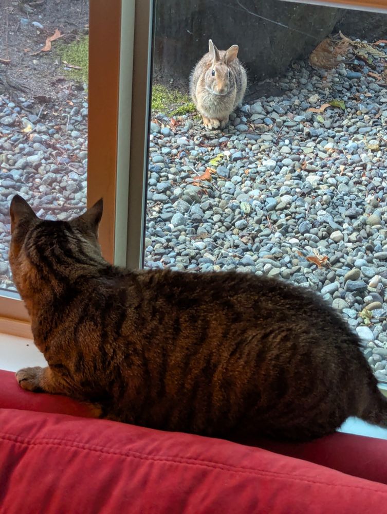 magnolia eclair the cat sitting at a windowsill looking out at a bunny
