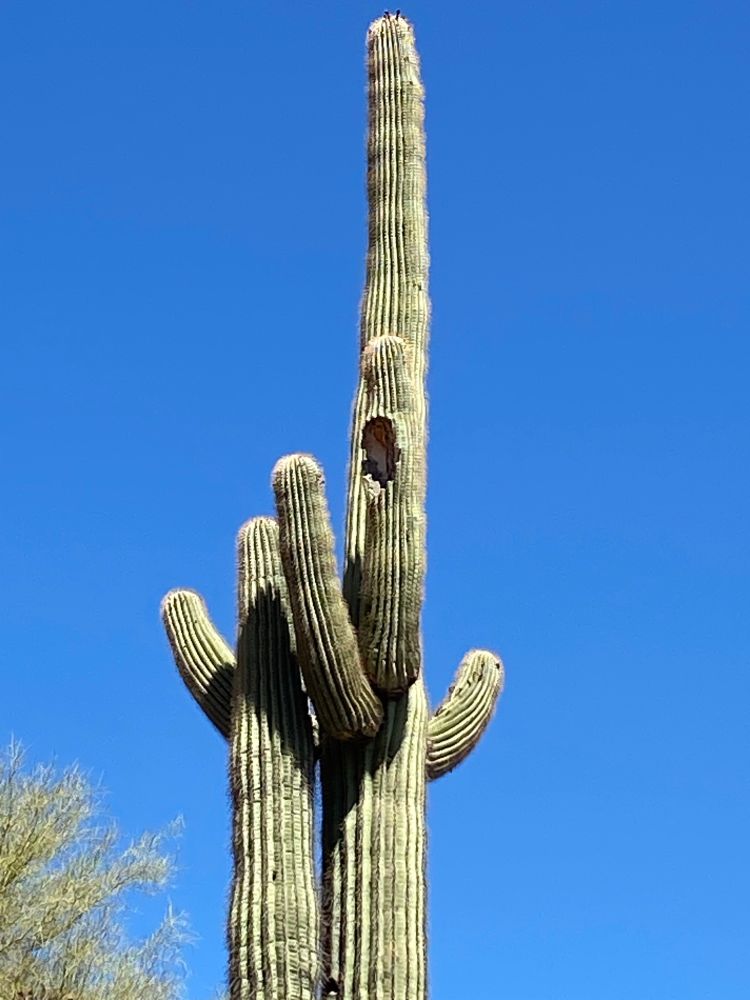 Saguaro cactus with a bird nest