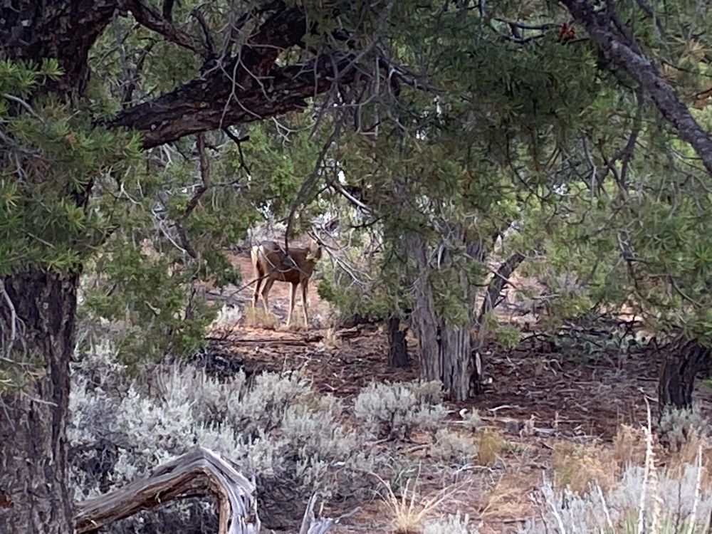 a deer stands behind some brush
