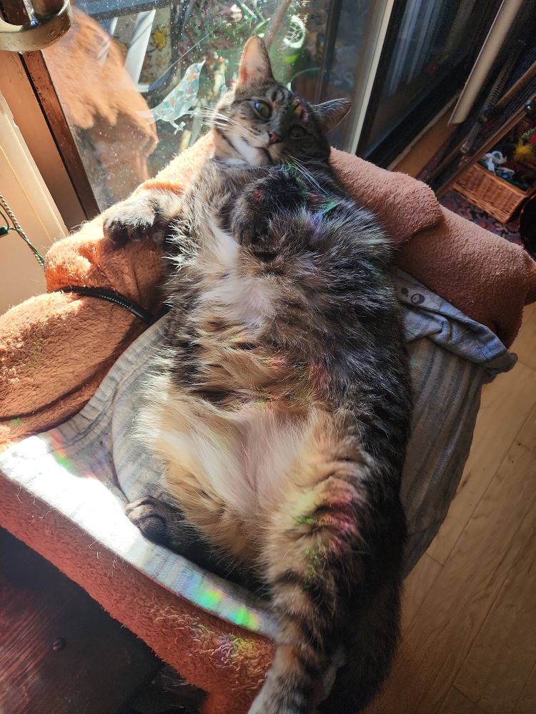Poppy the brown tabby cat. She is laying on the top tier of a small cat tower. She is on her back with belly out for the world to see. 