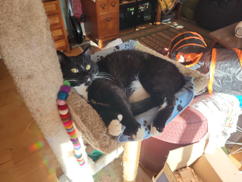 Duncan the tuxedo cat laying in a cat tower bed. He is side-eyeing the photographer. 