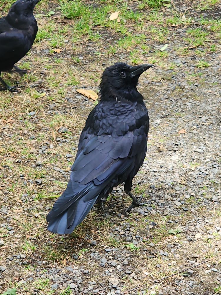A fluffy American crow standing on a gravel path. The crow is nearly done molting, showing off their shiny black plumage. 