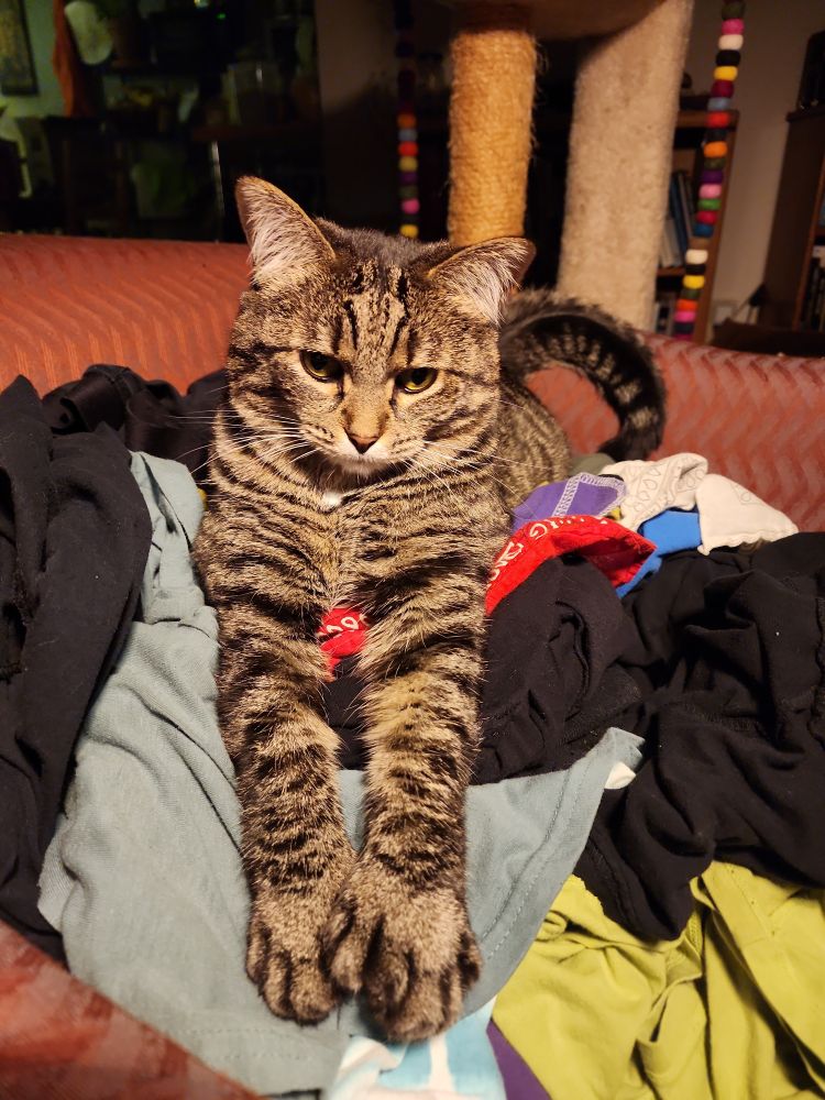 Poppy the brown tabby cat laying on top of a pile of clean laundry. Her striped arms are stretched out in front of her and you can see that she is polydactyl - she has extra toes. 