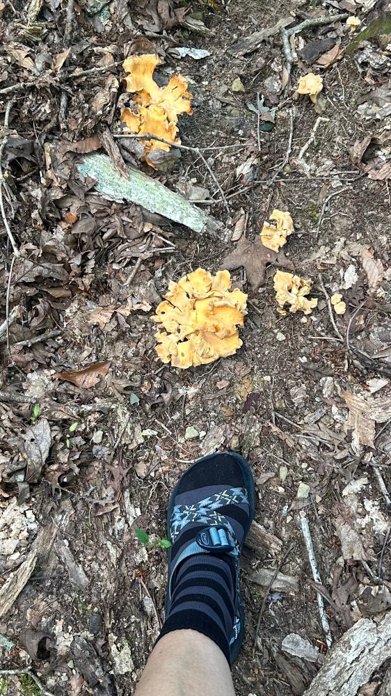 Chanterelles as big as my foot. It’s a dainty ladies size 6. 