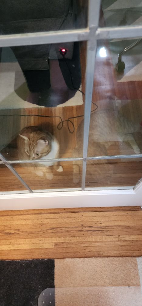 two cats hovering near a closed door as seen through the glass panes on said door