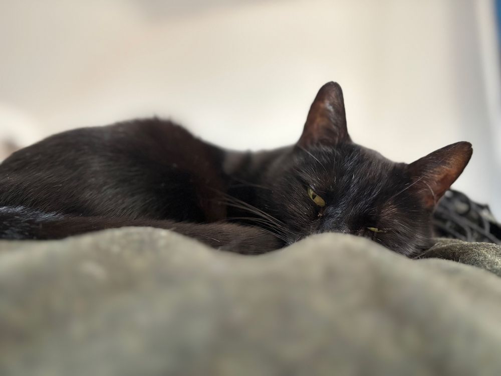 Sleepy black cat, curled up and slightly obscured by a blanket. Her eyes are slightly opened as I disturbed her slumber with photography 